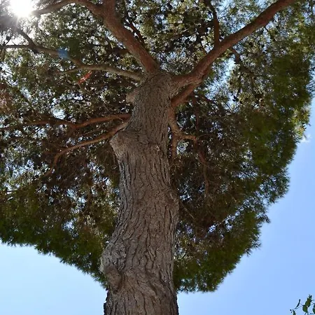 بيت للعطل Bouganvillea *