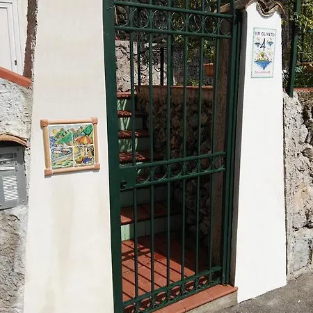 Bouganvillea سيتارا