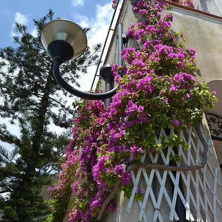 Bouganvillea *
