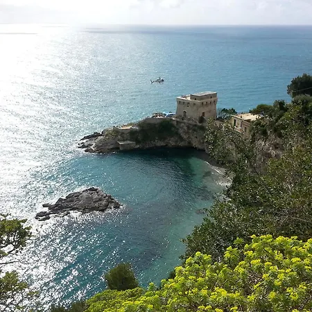 Bouganvillea *