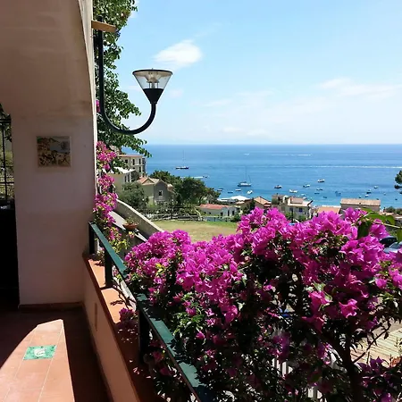Bouganvillea *