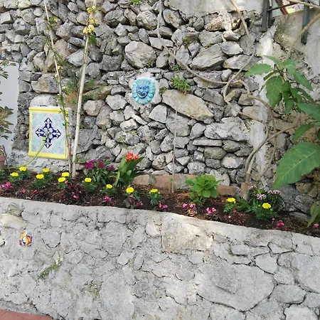 Bouganvillea Cetara